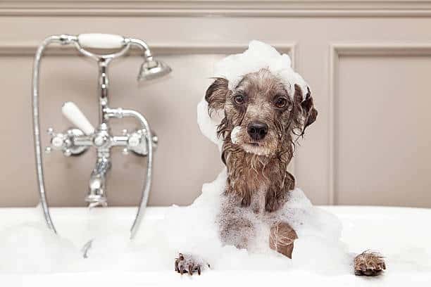 Dog in bath - Dog grooming in Lake Norman