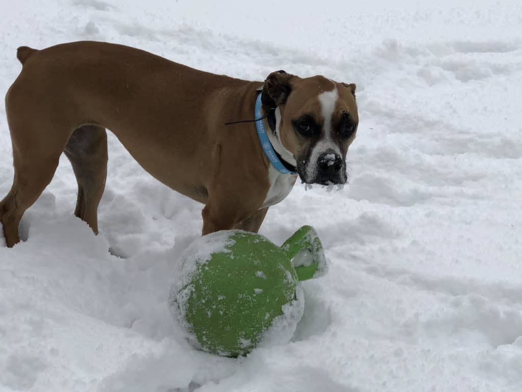 Dana - The dog how loves snowy weather in Lake Norman